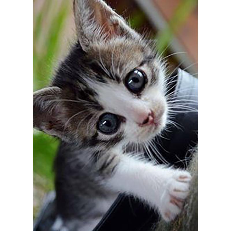 DIY Cat 5D Diamantmålning Korsstygn Handarbete Full Rund Borr Harts Mosaik Diamantbroderi Heminredning Väggkonst Present