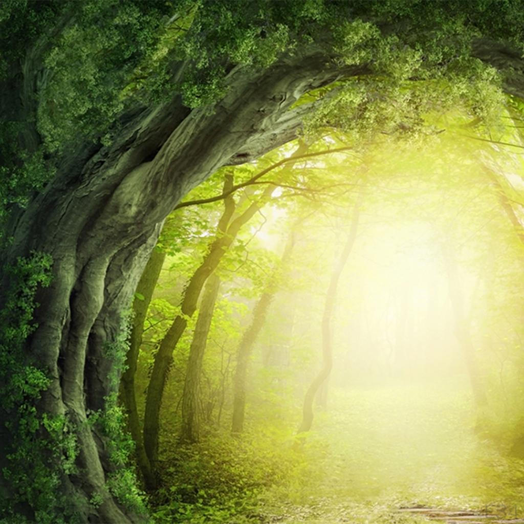 Dekor Koleksiyonu, Dağlarda Uzak Vahşi Yaşam Manzaralı Orman Yolu, Oturma Odası