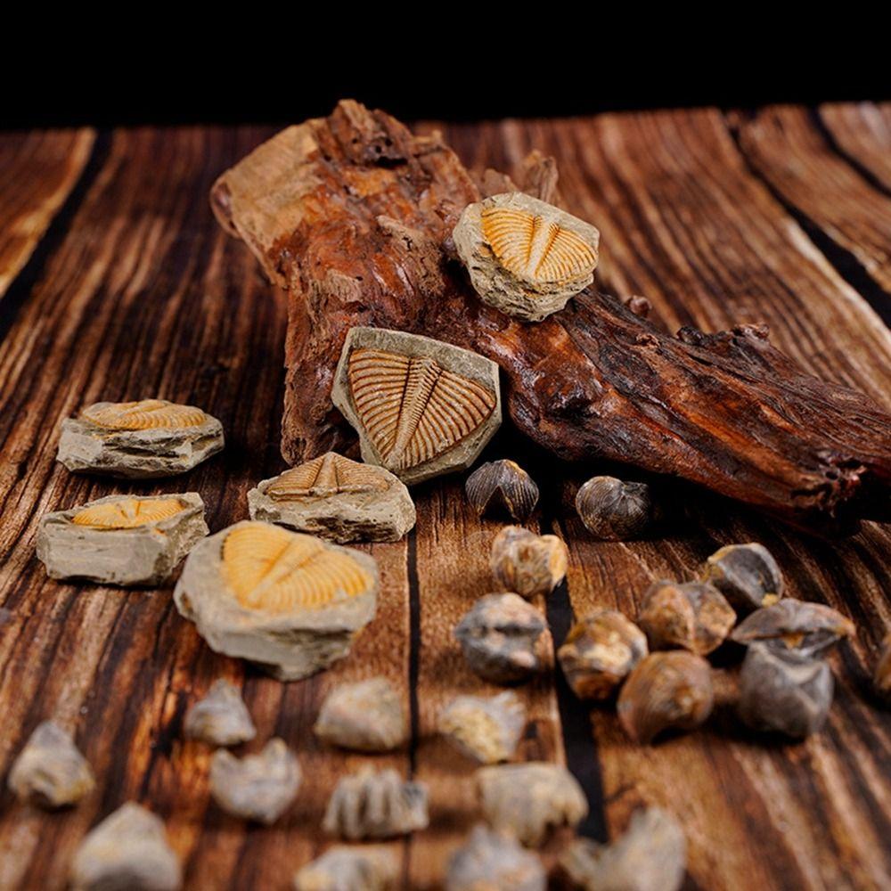 Three-leaf Worm Original Stone Marine Life Stones Crafts Natural Trilobite Tail  Raw Specimen