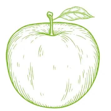 BIO-Shampoo Pure Balance for Balancing Hair Oily At the Roots and Dry At the Ends with Apple SANTE 250 Ml