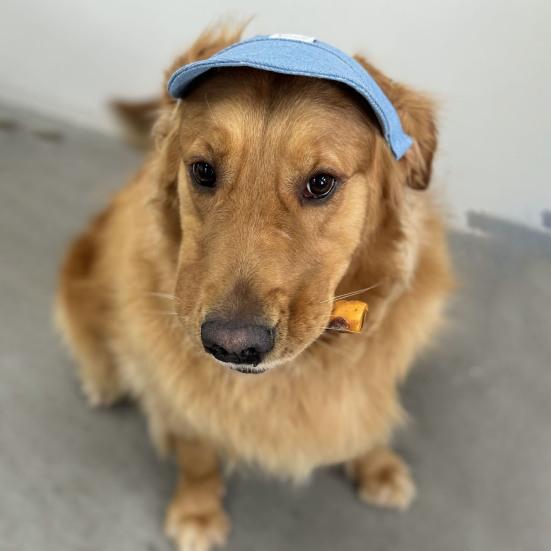 Pet Hat Dog Sun Hat Sunscreen Baseball Cap with Ear Holes for