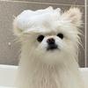 Bridgetail Dog Blooming Volumizing Body Wash Herb Musk Fragrance, 500ml, 1 Unit, Korean Pet Shampoo
