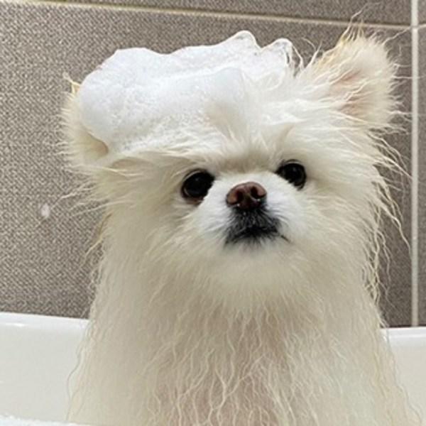 Bridgetail Dog Blooming Volumizing Body Wash Herb Musk Fragrance, 500ml, 1 Unit, Korean Pet Shampoo