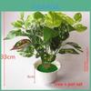 Planta de Vaso Pothos Evergreen Com Material Durável Para Decoração de Casamento e Uso Externo