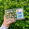 17-Grid Seashell Display Box Acrylic Durable Storage Display Organizer Box With Photo Frame Seashell Storage Box