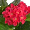 Vidaxl Artificial Hydrangea With Pot, 60 Cm, Red Color