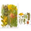 35Pcs Natural Pressed Dried Leaves Set For Candle Making Jewelry Making Art Craft Bookmarks Crafting Scrapbooking