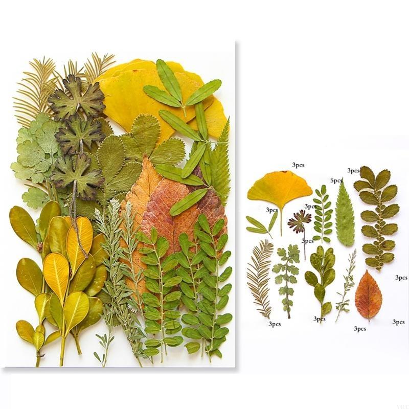 35Pcs Natural Pressed Dried Leaves Set For Candle Making Jewelry Making Art Craft Bookmarks Crafting Scrapbooking