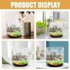 Perforated Cover Desktop Glass Vase Cylinder Micro Landscape Glass Terrarium  Bonsai Display