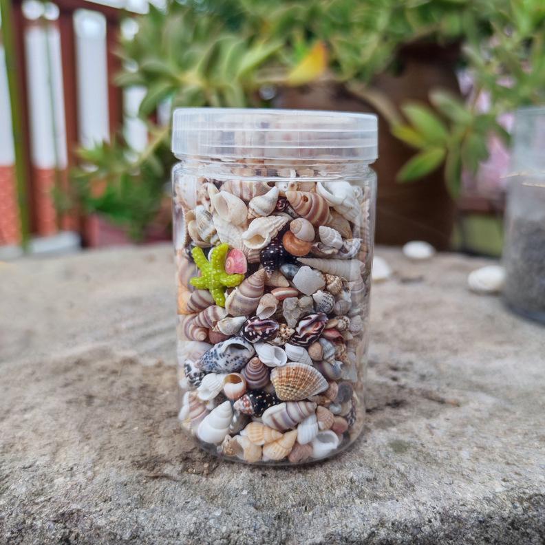 Mini Colorful Seashell Mix (0.5-2CM) In Transparent Storage Jar