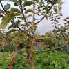 50Pcs Fruit Tree Branching And Shaping Device, Multifunctional Angle Opener, Agricultural Branch Pressing And Pruning Device, Branch Fixing Artifact