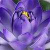 Foglie Piante Galleggianti Decorazione Casa Simulazione Fiori di Loto Artificiali Ninfee Piante Finte