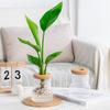 Self-Watering Planter Imitation Glass Vase Hydroponic Plant Pot Transparent Water Storage Tank Mini Desktop Planter for Home Office Decor