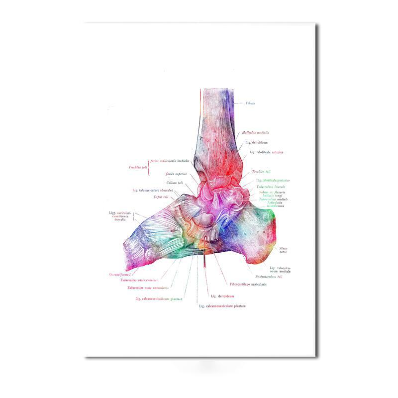 Moderne kleur menselijke anatomie diagram medische skeletstructuur voet poster Nordic canvas educatieve decoratieve schilderkunst aan de muur
