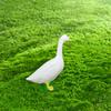 Resin Goose Figurine Lifelike Desktop Ornament Garden Decoration Miniature Sculpture  Office
