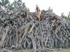 BioCork Tube MIX Cork tubes of cork oak 10kg