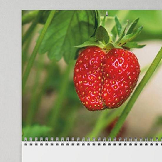 Nature Butts 2026 Calendar Jan. 2026 - Dec. 2026 Wall Hanging Calendar Funny 12 Monthly Planner White Elephant Gag Gifts for Family Friends