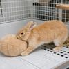 Bite Resistant Rabbit Soothing Ball Simulated Rabbit Buttocks Soft Pet Chewable Ball Comfortable Rabbit Venting Ball