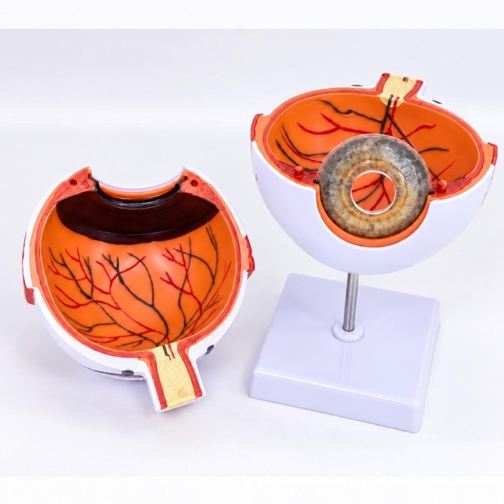 6X White & Transparent 6X Enlarged Eye Model Ophthalmology Anatomical Model Science Presentation