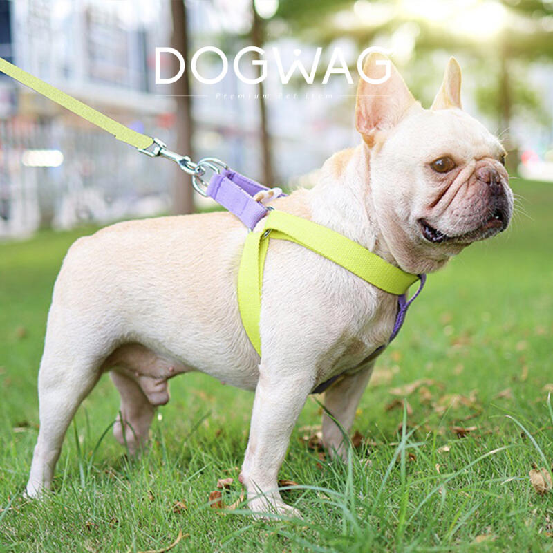 Colorful Harness Dog Walking Leash