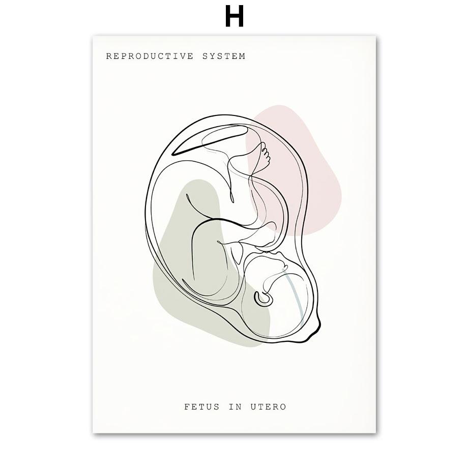 Minimalistický barevný anatomický lékařský plakát a tisky Nástěnné umění Ucho Hrtan Srdce Obraz na plátně Lékař Dárek Clinic Decor
