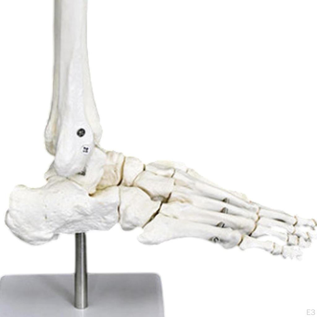 Model Articulație Umană pentru Scopuri Educaționale, Instrument de Afișare Medicală, Știința Structurii Scheletice