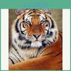 Diamond Diamond 5d Painting Embroidery Tiger Diamond Mosaic Animals Cross Stitch Decor