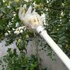 Fruit Picker Tool | Yellow Polypropylene | Reusable & Lightweight | Ergonomic Design for Garden Harvesting