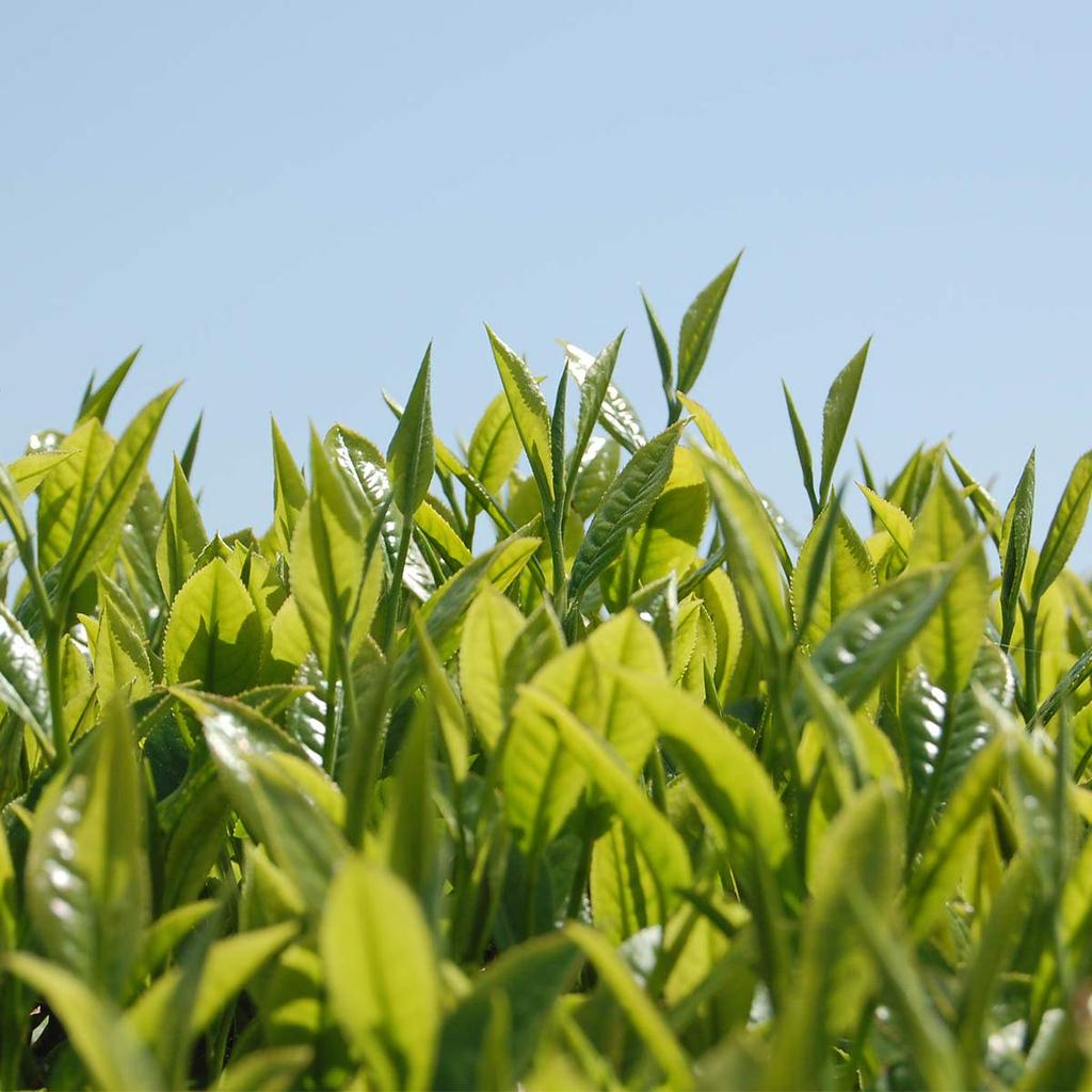 Nishiseichajo Izumo Province Benihikari Black Tea Tea Bags, 30g x 5