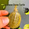 Japanese Stone Turtle Fry - Live Omnivorous Pet and Ornamental Pond Turtle