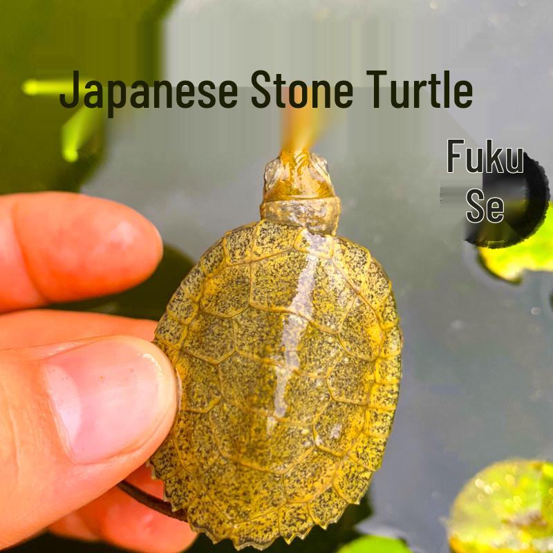 Japanese Stone Turtle Fry - Live Omnivorous Pet and Ornamental Pond Turtle