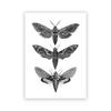 Vintage Moth Nature Insect Prints Posters Home Wall Decor Animal Educational Pictures Canvas Paintings Kids Room Art Decoration