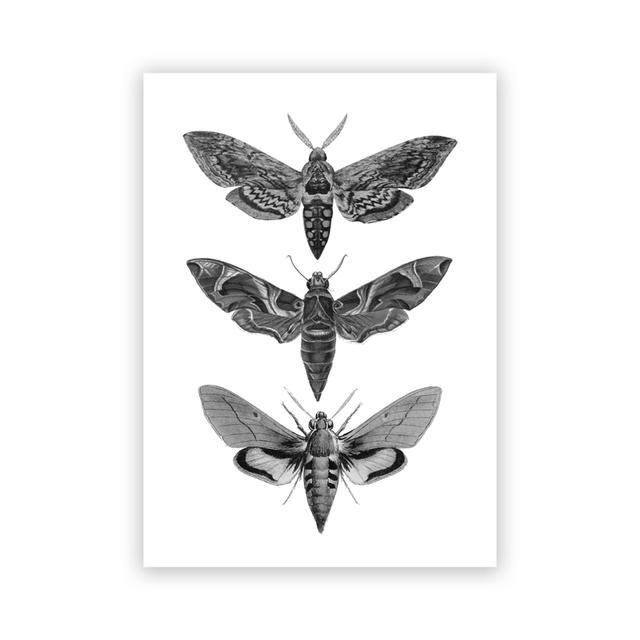 Vintage Moth Nature Insect Prints Posters Home Wall Decor Animal Educational Pictures Canvas Paintings Kids Room Art Decoration