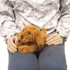Sun Lemon Knees Toy Poodle Br Ss 15 X 26 X 12 Cm Plush Animal Cute Dog Dog P 8082 Toy Poodle Brown Ss