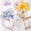 30 Pcs Film and Flowers Plant Stickers Pack Creativity PET Decorative Sticker for DIY Diary Scrapbooking Junk Journal Supplies