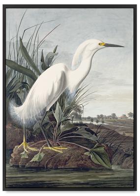 Poster White Bird Wetlands Swamp