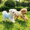 Hollow Out Anti Mosquito Bite Dog Vest UV Protection Anti Shedding Pet Clothing  Outdoor