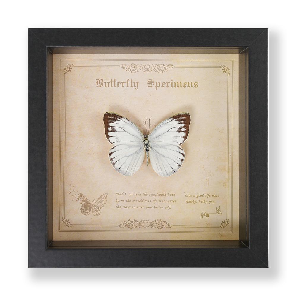 Green Banded Swallowtail Butterfly Specimen Decorative Painting - Real Insect for Display