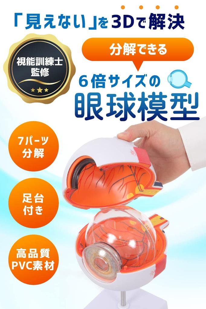 KIYOMARU 6x Large Eyeball Model that Opens and Disassembles, Human Anatomy Model, 3D Model