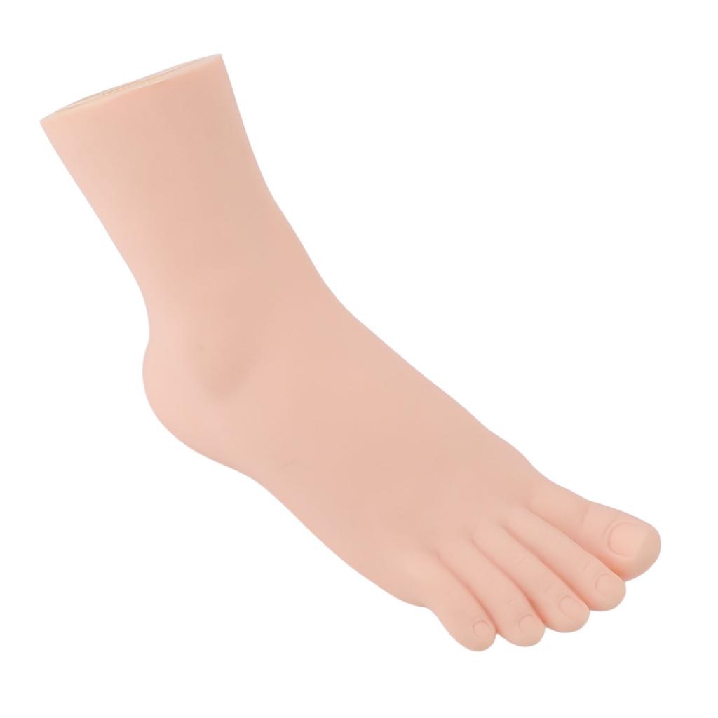 Weibliches rechtes Fußmodell Simuliertes Fußmodell Realistisches Fußmodell für Fußmassage Socken Schuhe Display