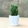 Ten Thousand Layer Mountain Money-Attracting Succulent Cactus Tree for Indoor and Office Decor