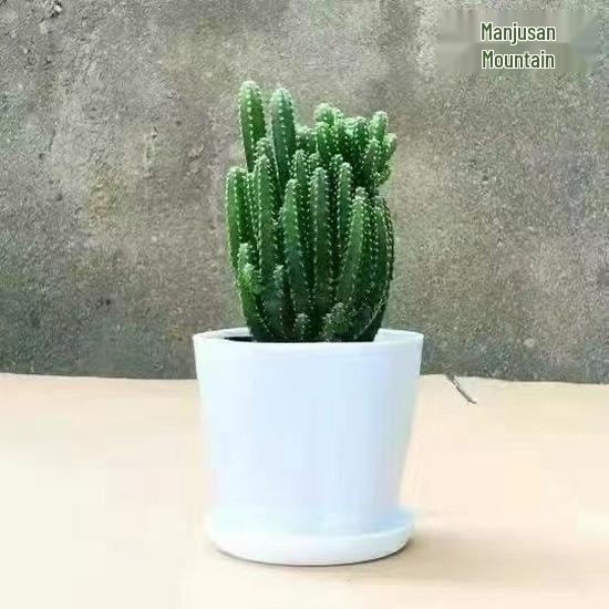 Ten Thousand Layer Mountain Money-Attracting Succulent Cactus Tree for Indoor and Office Decor