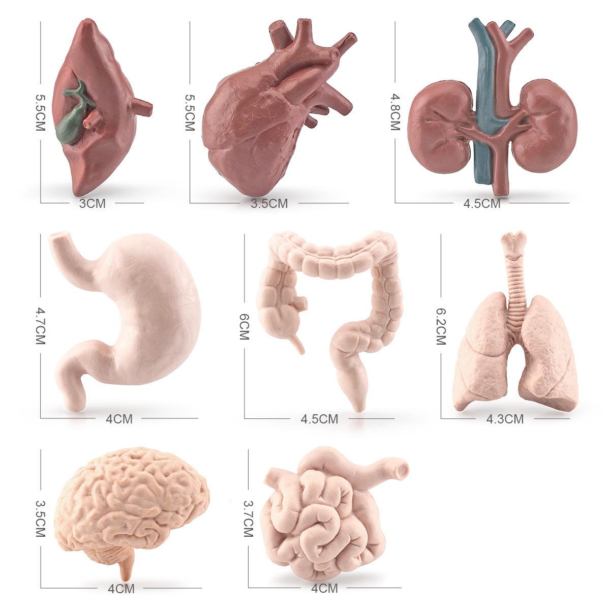 Photos - Other School Supplies 8Pcs Simulation Human Body Internal Organs Model Human Biology Heart Liver Stomach Kidney Teaching Aids Science Education To