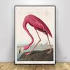 Vintage Bird Prints Retro Animal Art Natural History Canvas Paintings HD Pictures Wall Art For Living Room Home Decor Frameless
