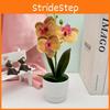 Flowers Butterfly Three Orchid Green Plant For Home Office Decoration