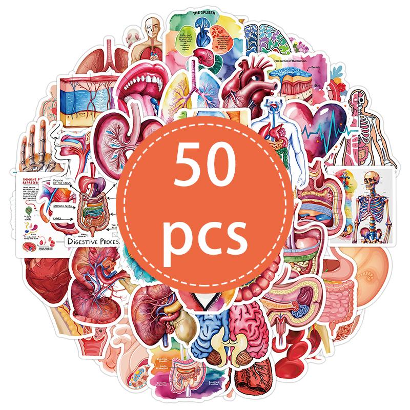 High-Quality 50Pcs High-Quality Human High-Quality Body High-Quality Organ High-Quality Stickers High-Quality Human High-Quality Anatomy