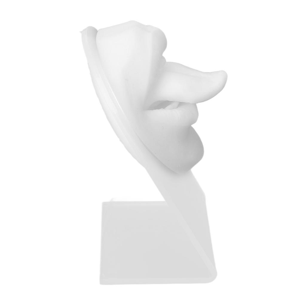 Silicone Tongue Mouth Model With Display Stand Simulated 3D Tongue Piercing Body Practice Model