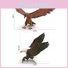 Realistic Eagles Model Pvc Nonassemble Desktop Decoration For Education And Gift