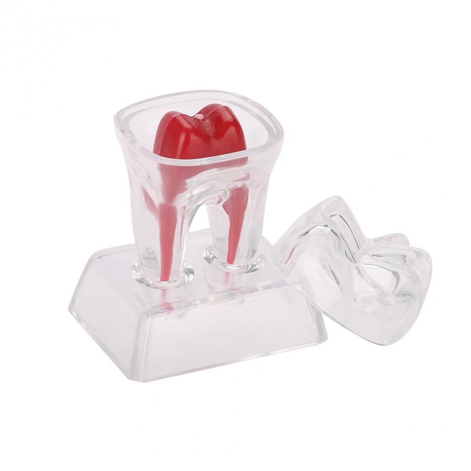 5 Pcs Dental Anatomical Model Transparent Luminous Detachable Single Tooth Decomposition Dentistry Clinic Ornaments