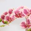 Flores de Orquídeas Artificiales Real Touch Flores Artificiales de Seda Falsa Flor Phalaenopsis Artificial con 5 Cabezas Florales para Decoración Interior del Hogar Mesa de Oficina